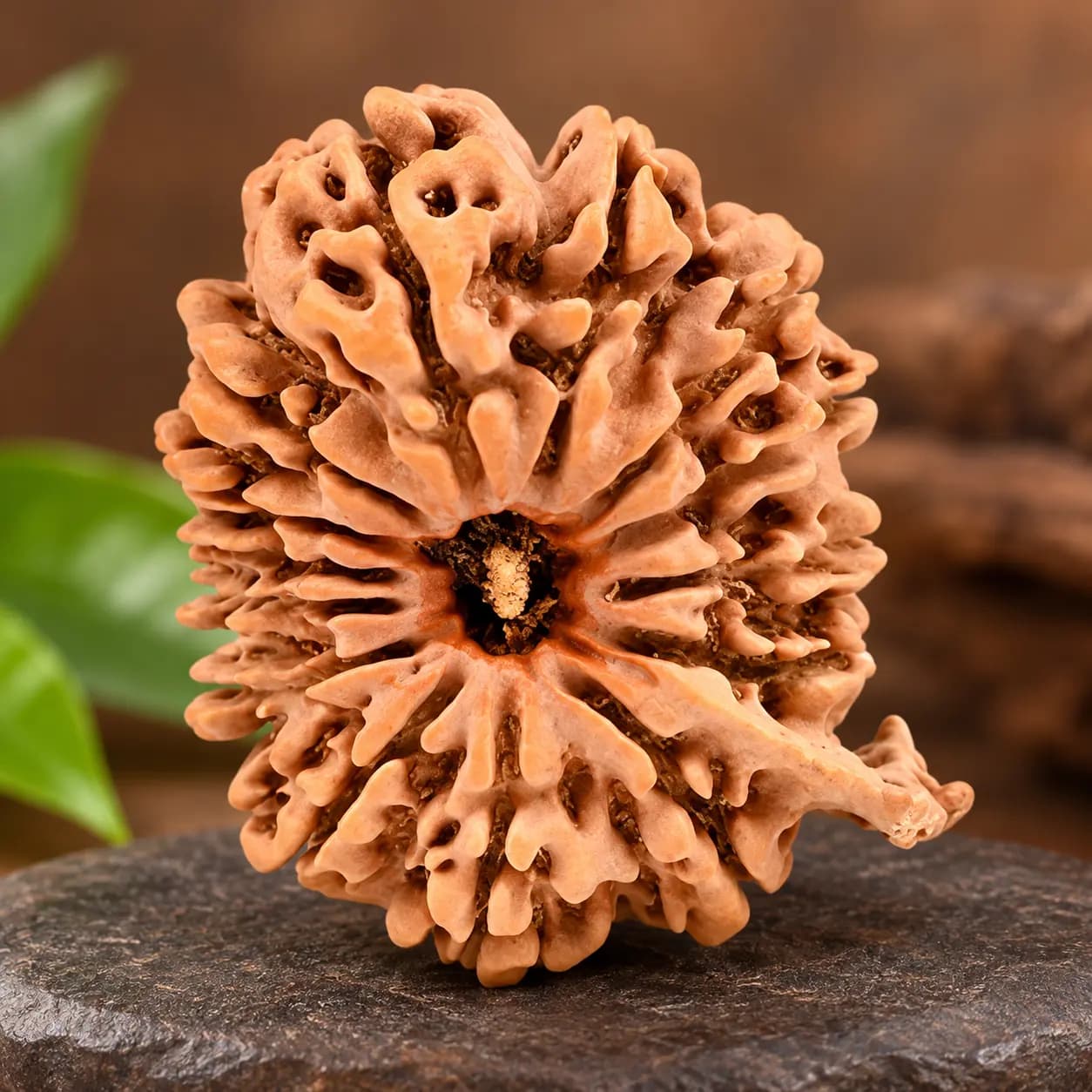 Rudraksha Bead (Single)