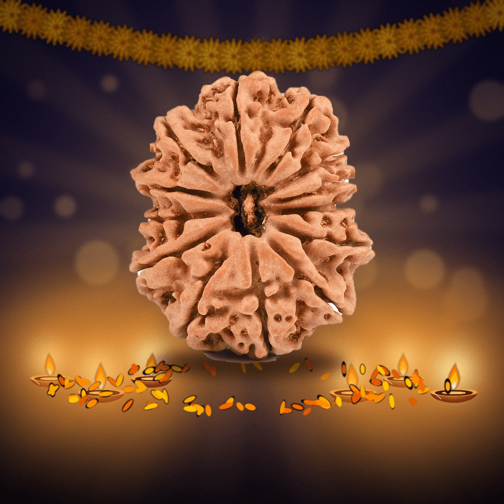 13 Mukhi Nepal Rudraksha Small 19mm