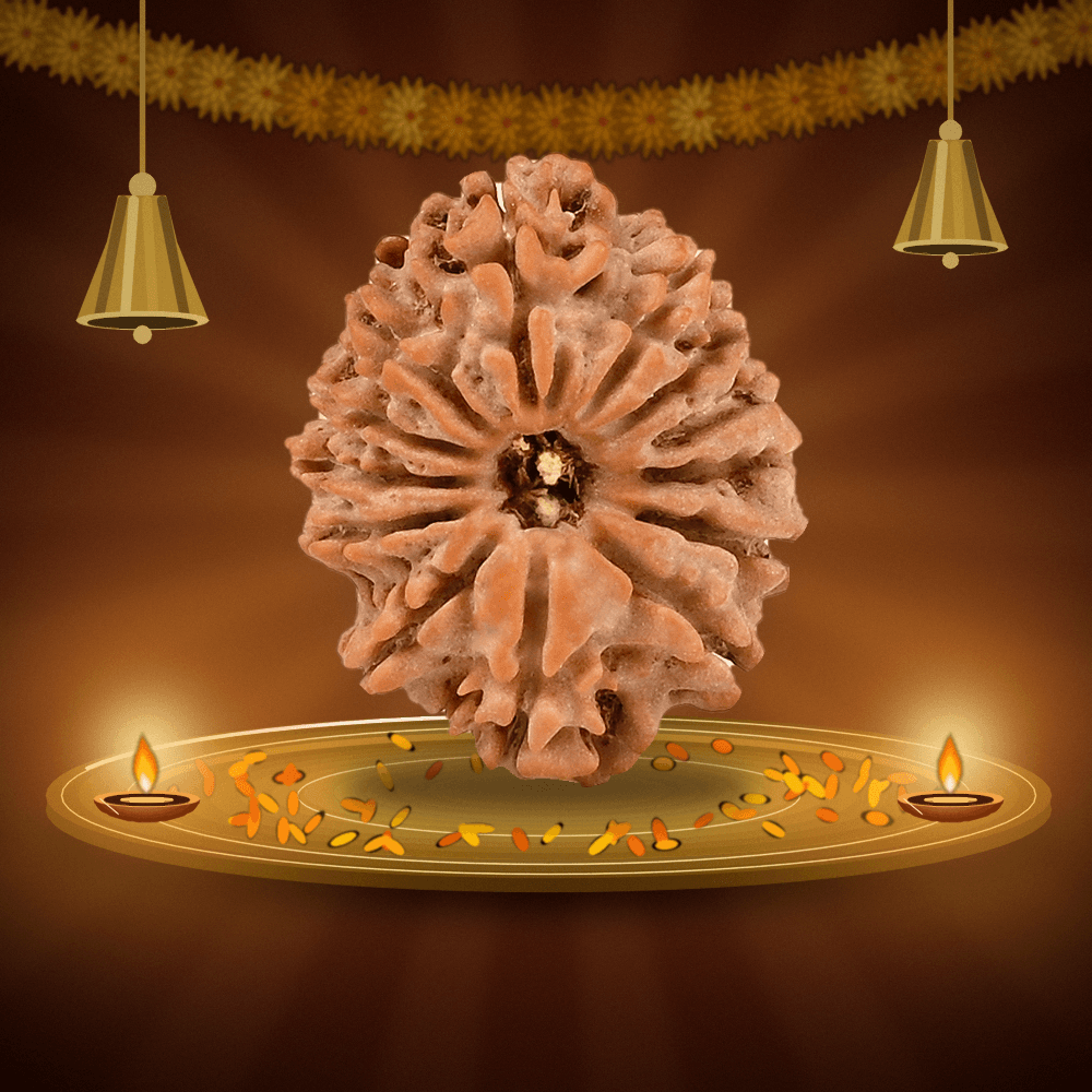 13 Mukhi Nepal Rudraksha Large 27mm