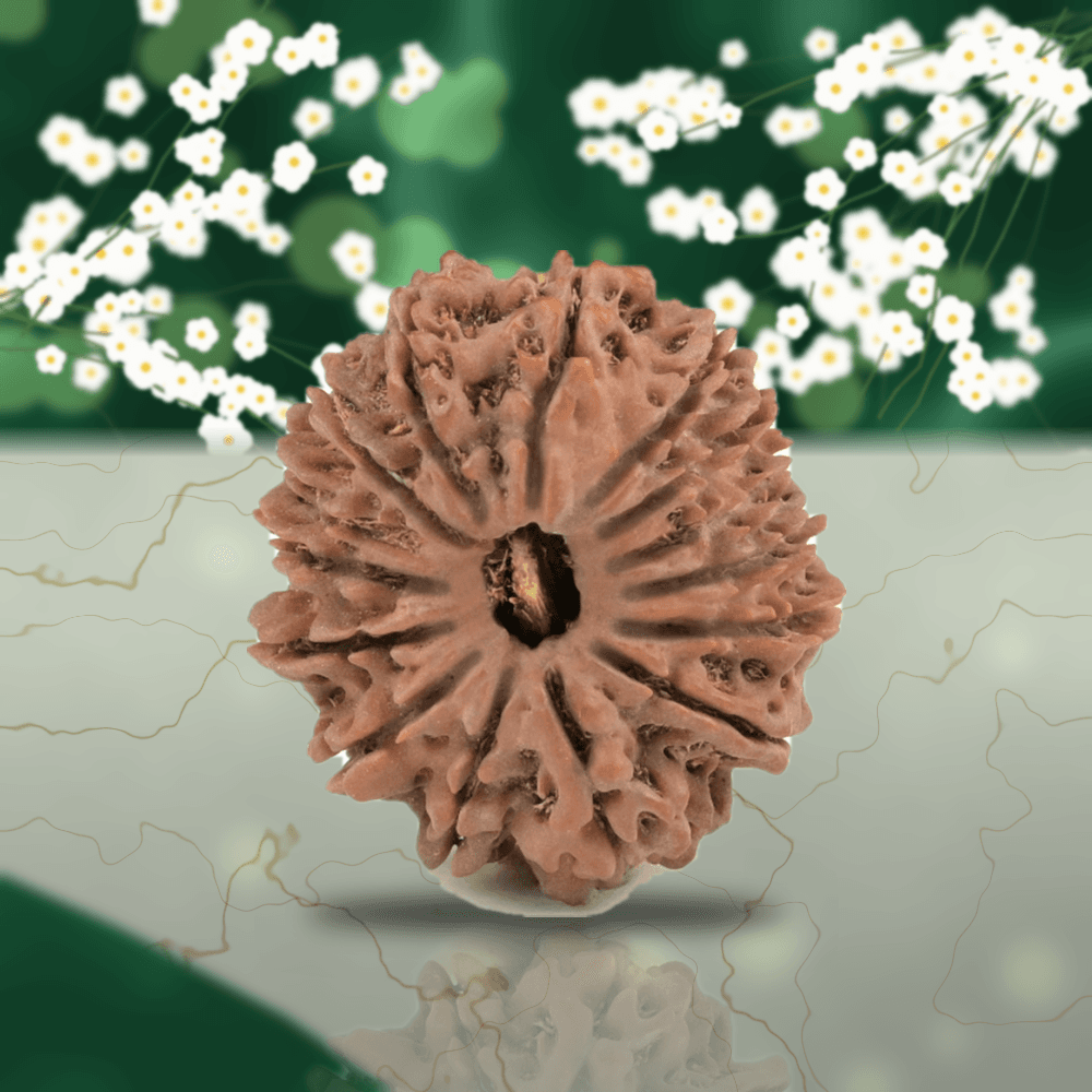 15 Mukhi Nepal Rudraksha Small 20mm