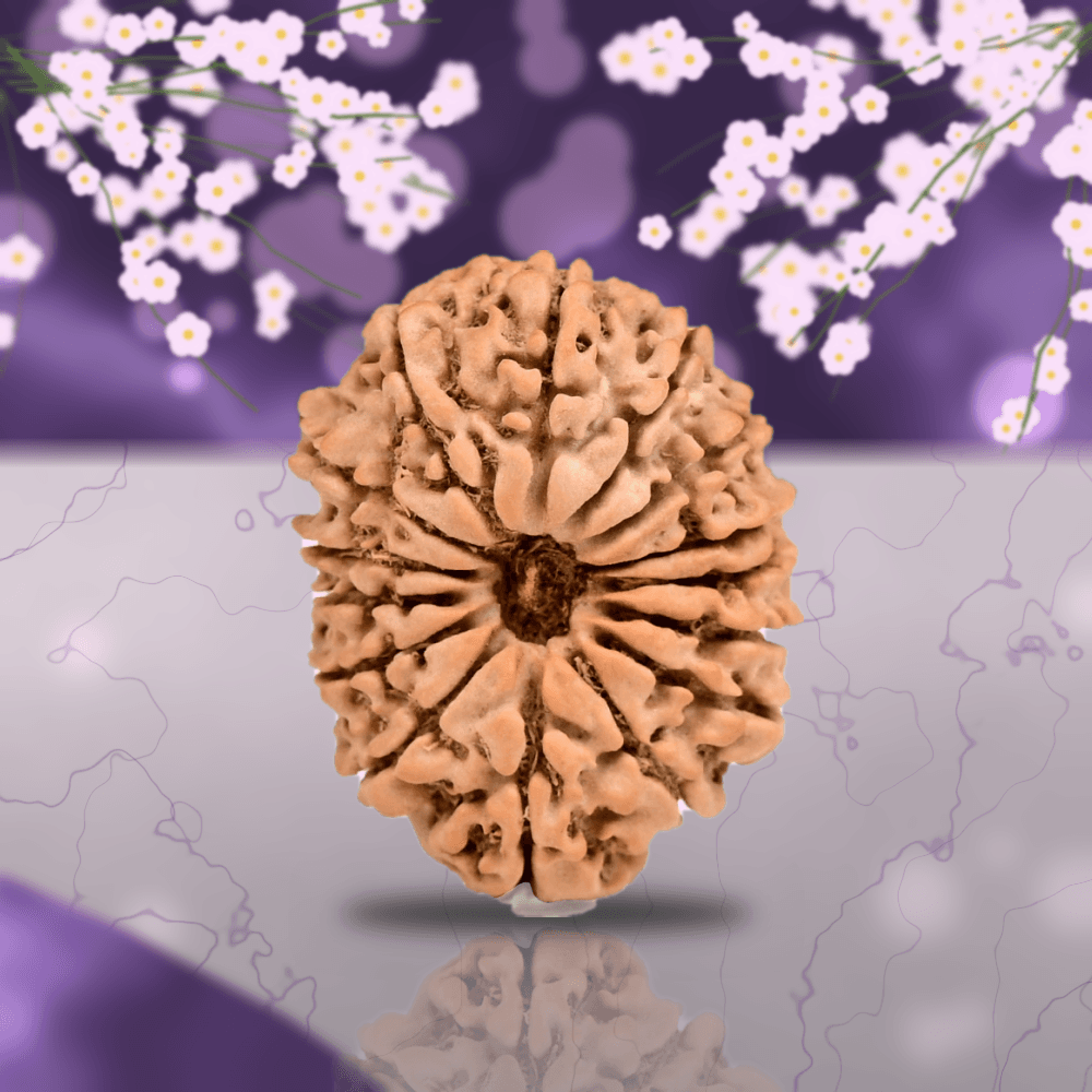 15 Mukhi Nepal Rudraksha Small 22mm