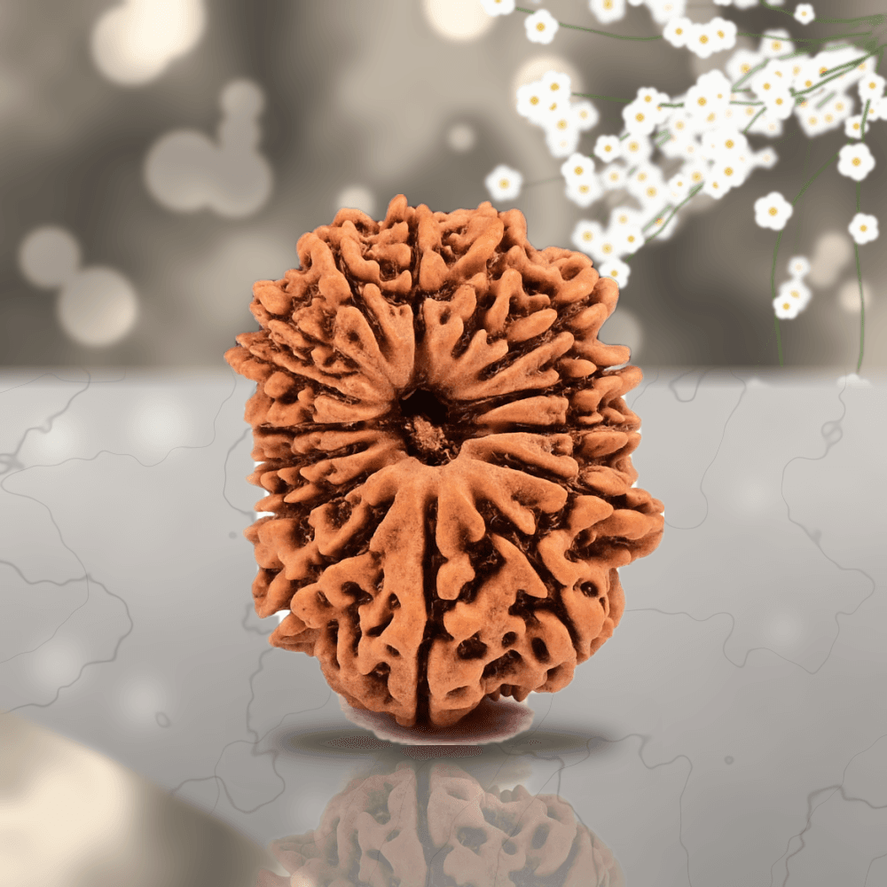 15 Mukhi Nepal Rudraksha Regular 23mm