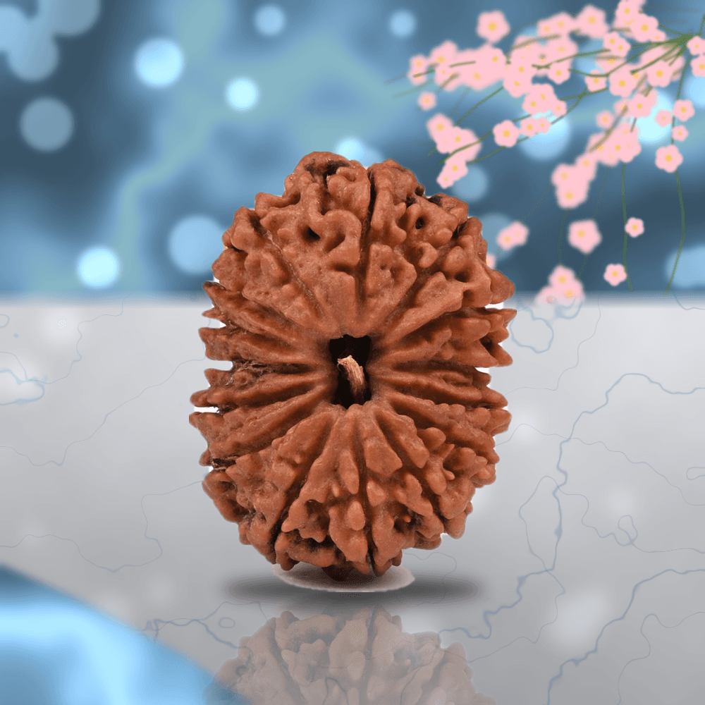 15 Mukhi Nepal Rudraksha Large 26mm