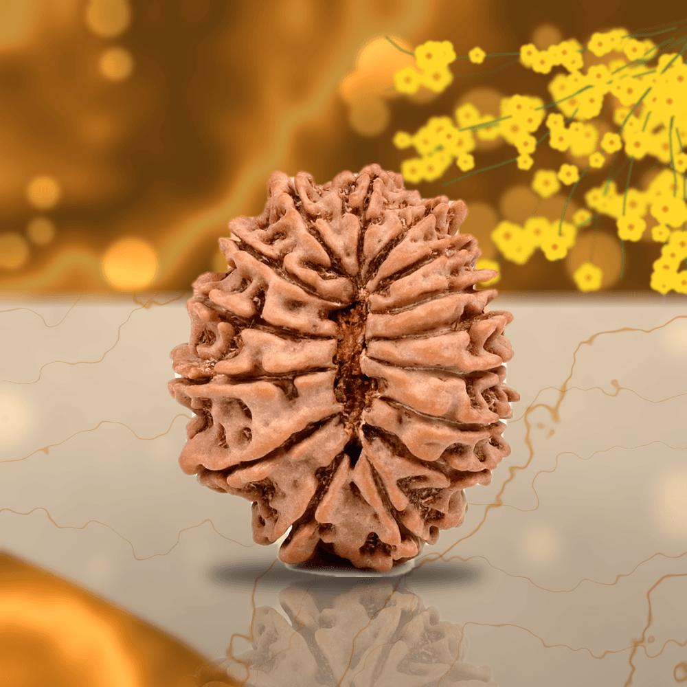 15 Mukhi Nepal Rudraksha Large 27mm