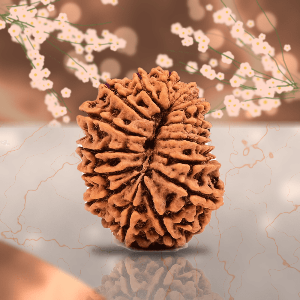 15 Mukhi Nepal Rudraksha Super Collector 28mm