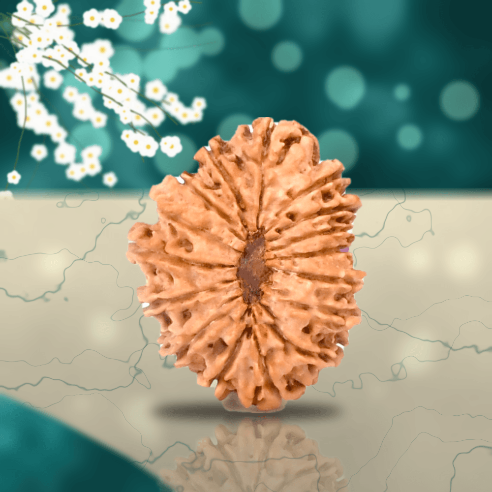 16 Mukhi Nepal Rudraksha Small 21mm