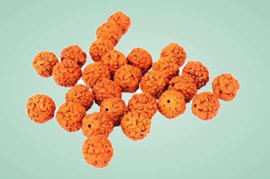 4 Mukhi Rudraksha from Nepal Loose Beads Pack