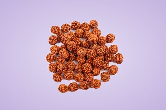 5 Mukhi Rudraksha from Nepal Loose Beads Pack