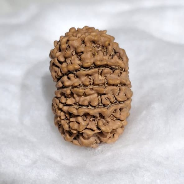 11 Mukhi Rudraksha (nepal)