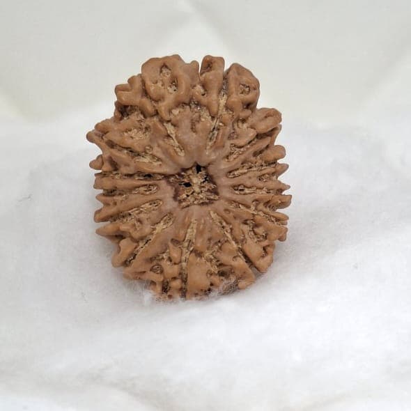 13 Mukhi Rudraksha (nepal)