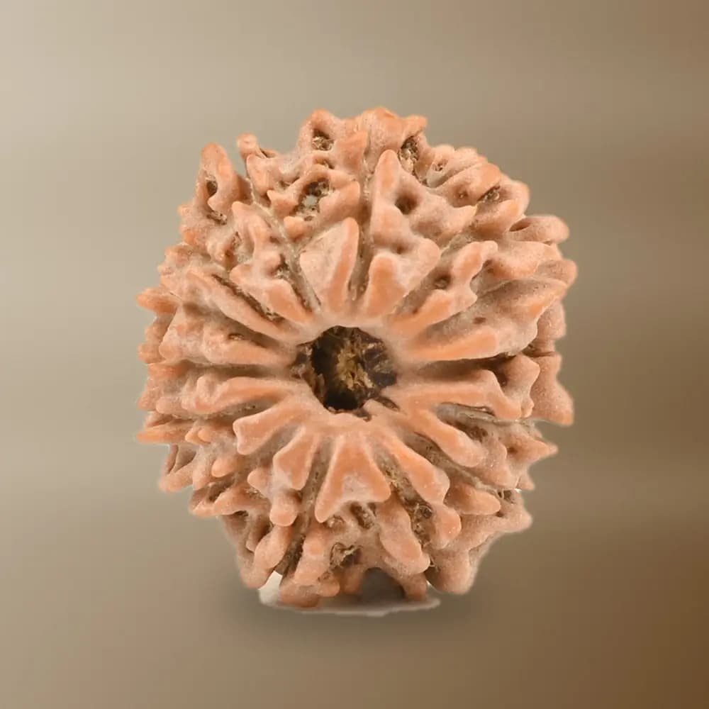 14 Mukhi Nepal Rudraksha