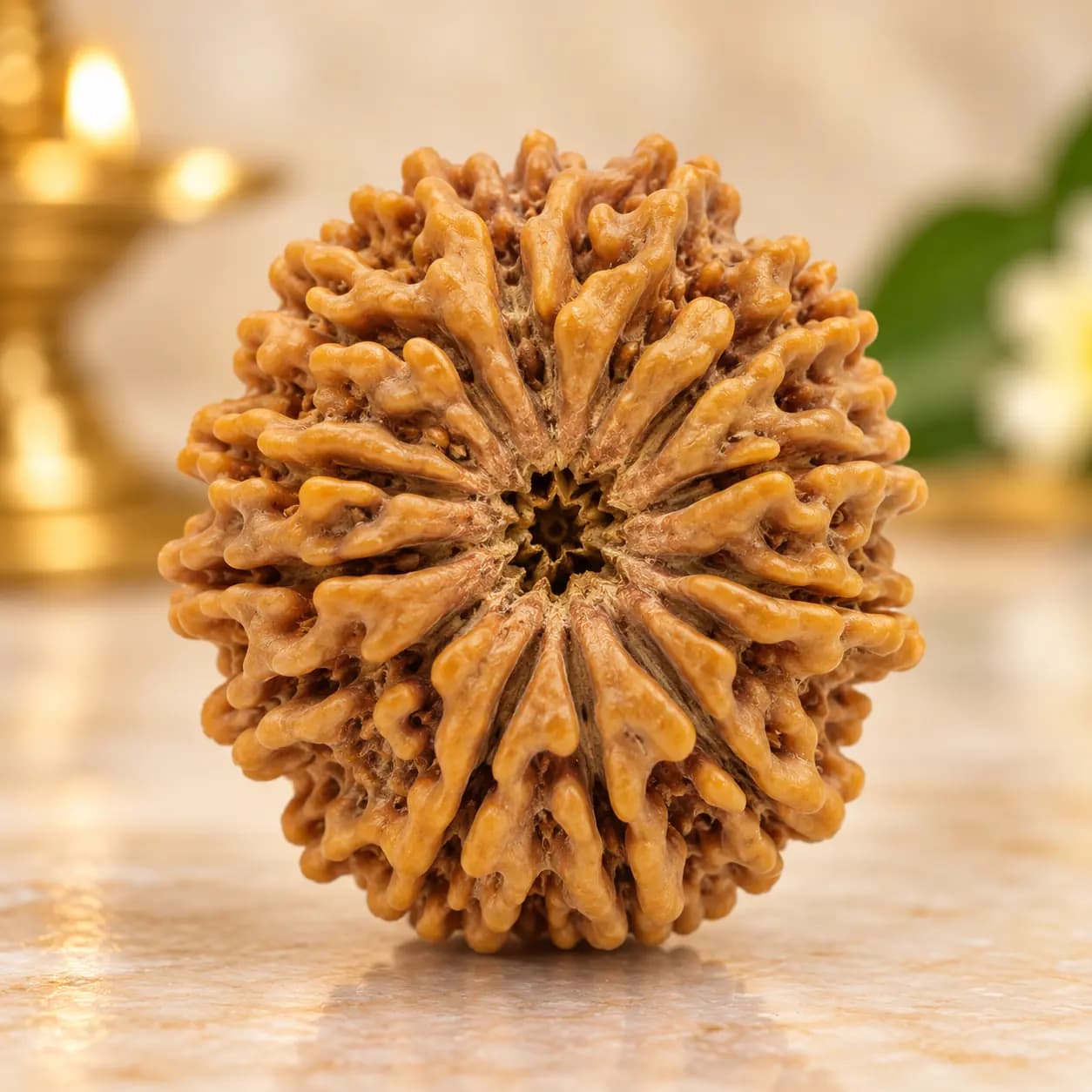 14 Mukhi Rudraksha Natural