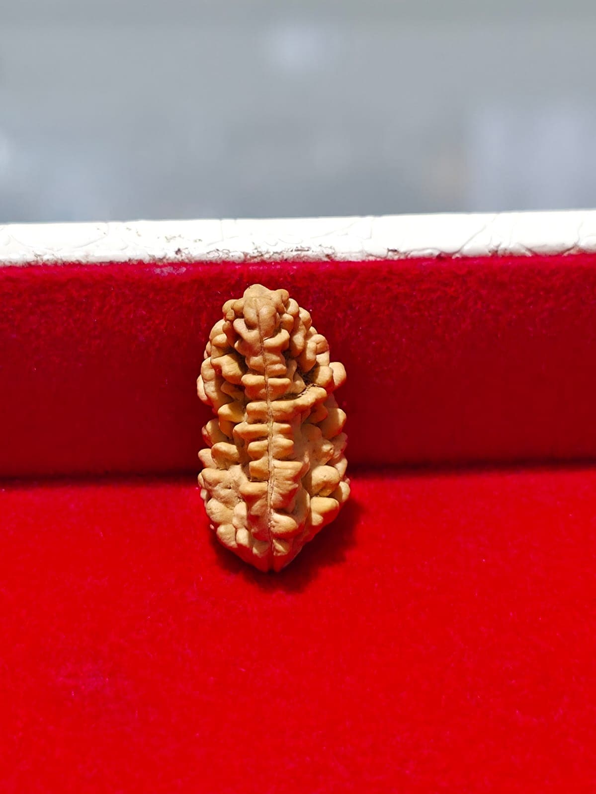 1 Mukhi Half Moon Large - 1 (Original)
