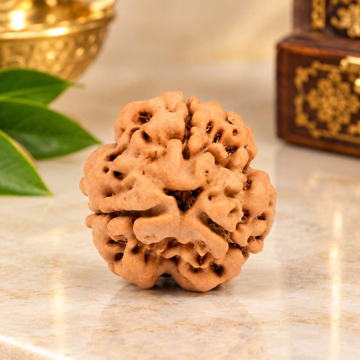 Super Collector 3 Mukhi from Nepal - 3