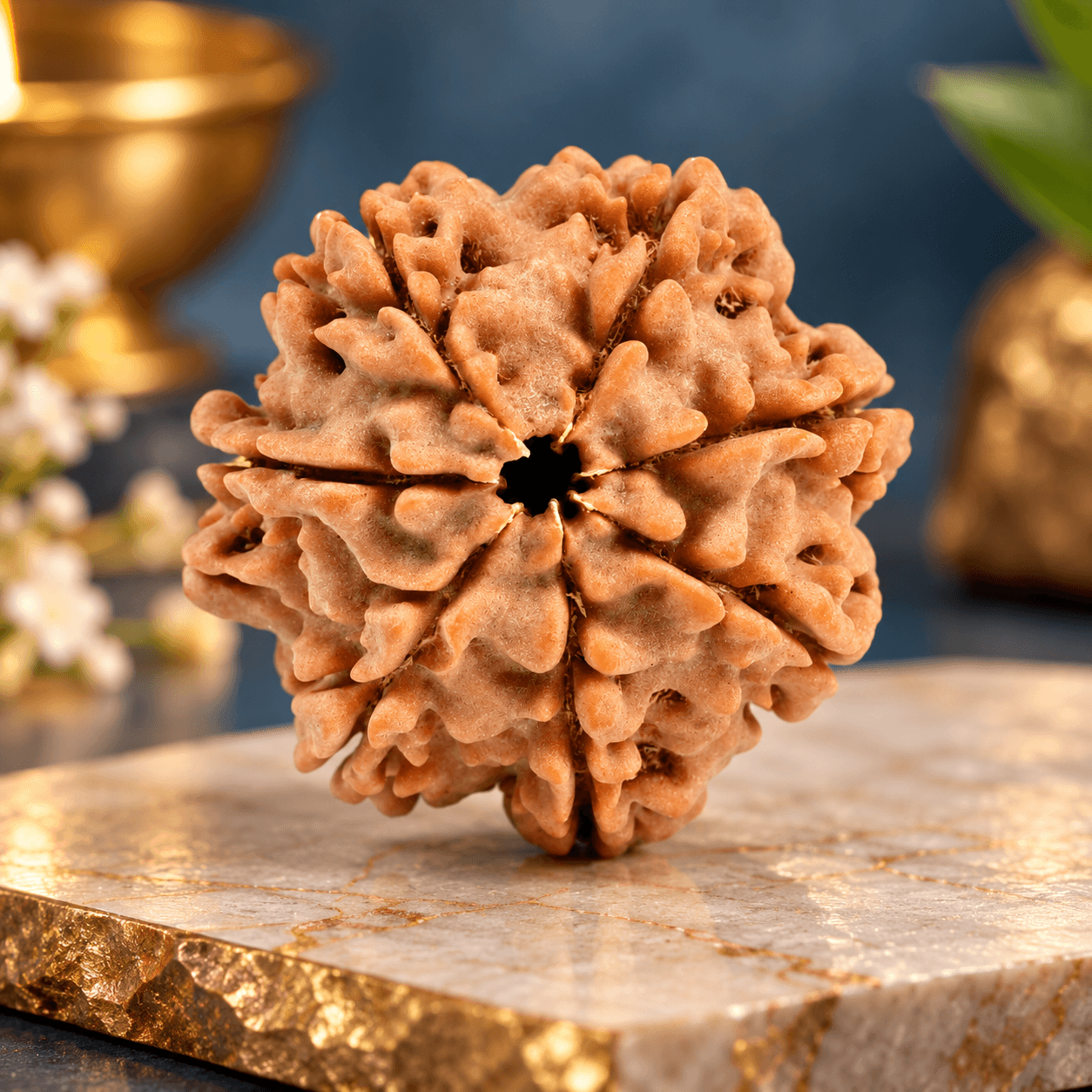 7 Mukhi Nepal Rudraksha Super Collector 28mm