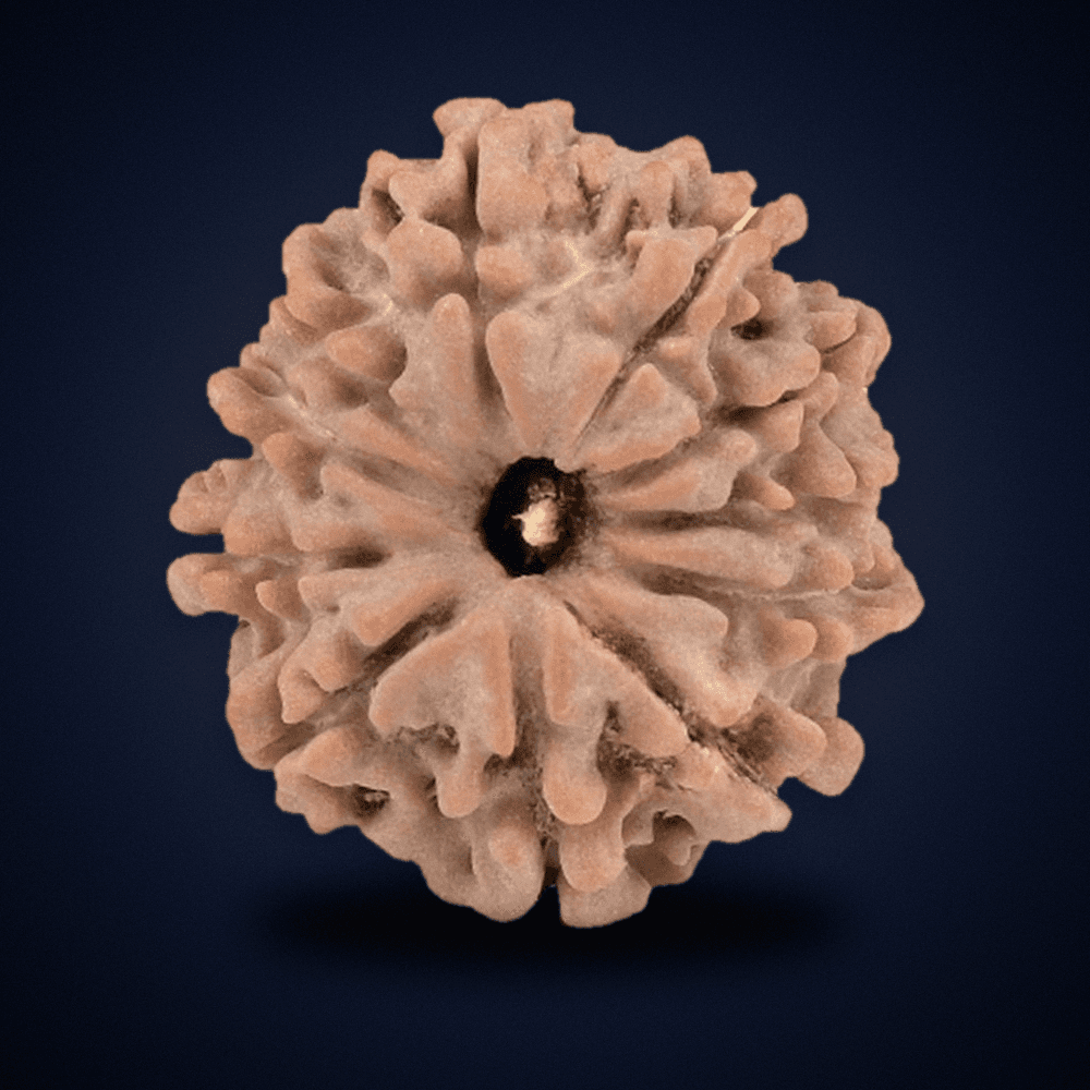 11 Mukhi Nepal Rudraksha Small 18mm