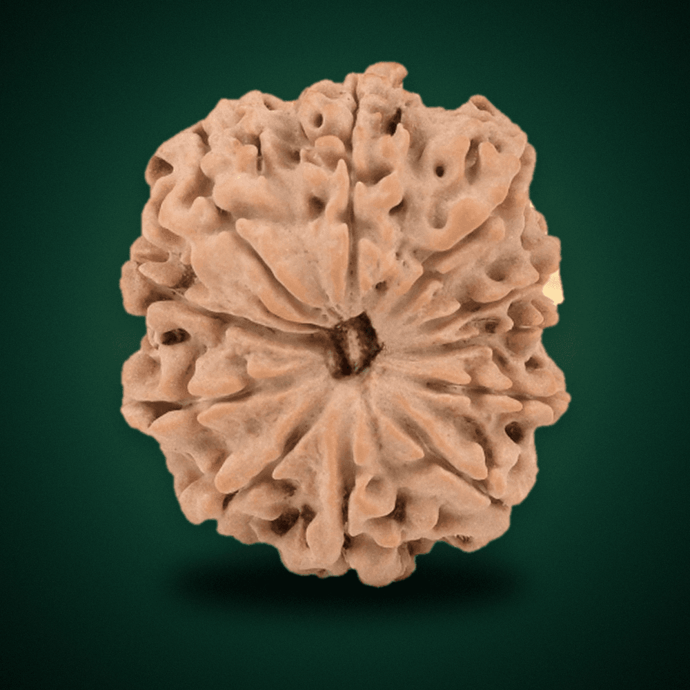 11 Mukhi Nepal Rudraksha Small 19mm