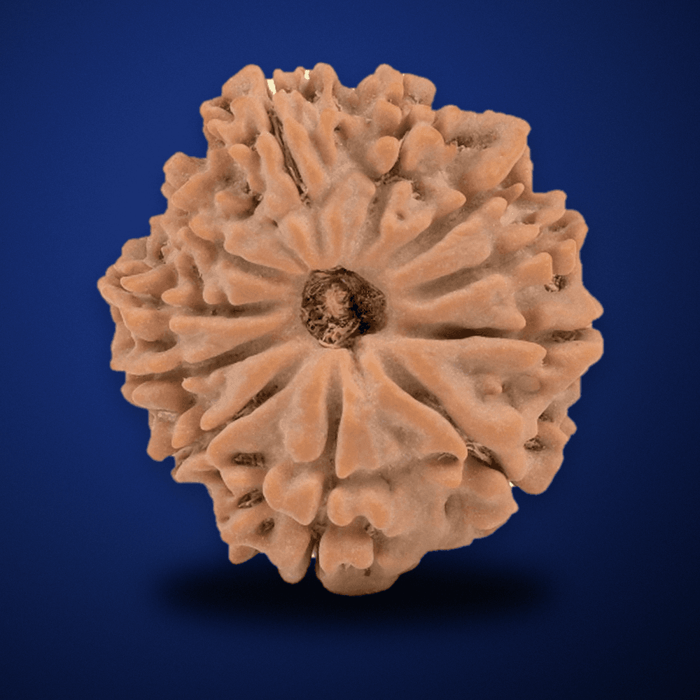 11 Mukhi Nepal Rudraksha Small 20mm