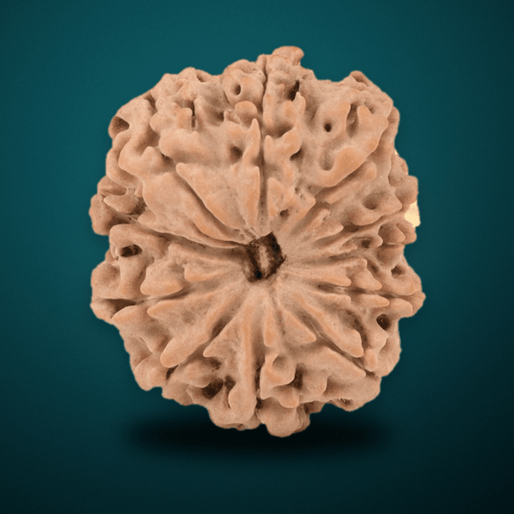 11 Mukhi Nepal Rudraksha Small 22mm