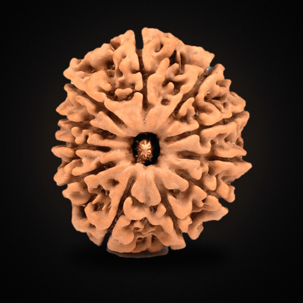 11 Mukhi Nepal Rudraksha Regular 23mm