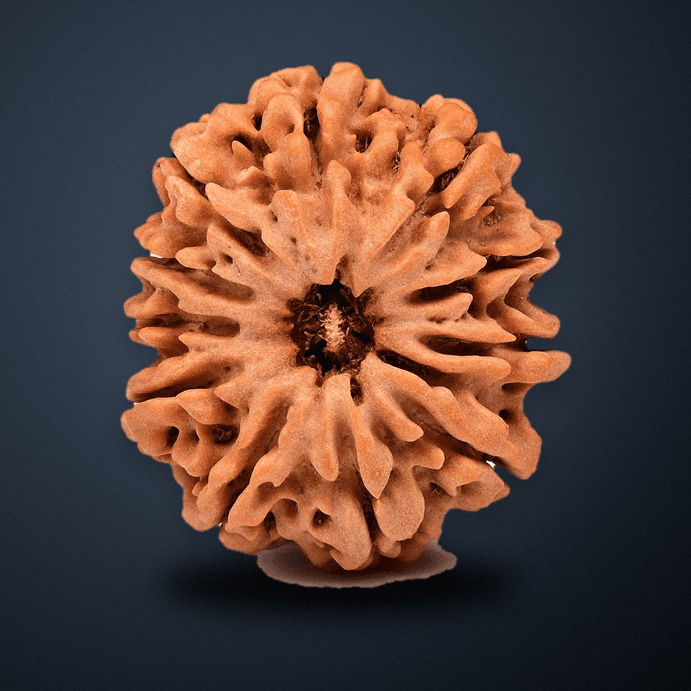 11 Mukhi Nepal Rudraksha Regular 24mm