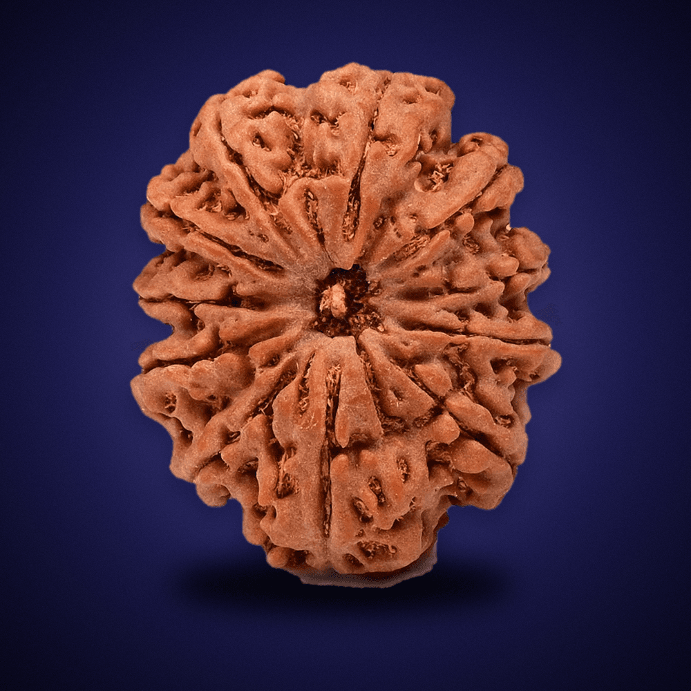 11 Mukhi Nepal Rudraksha Regular 25mm