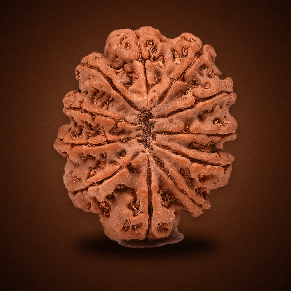 11 Mukhi Nepal Rudraksha Large 26mm