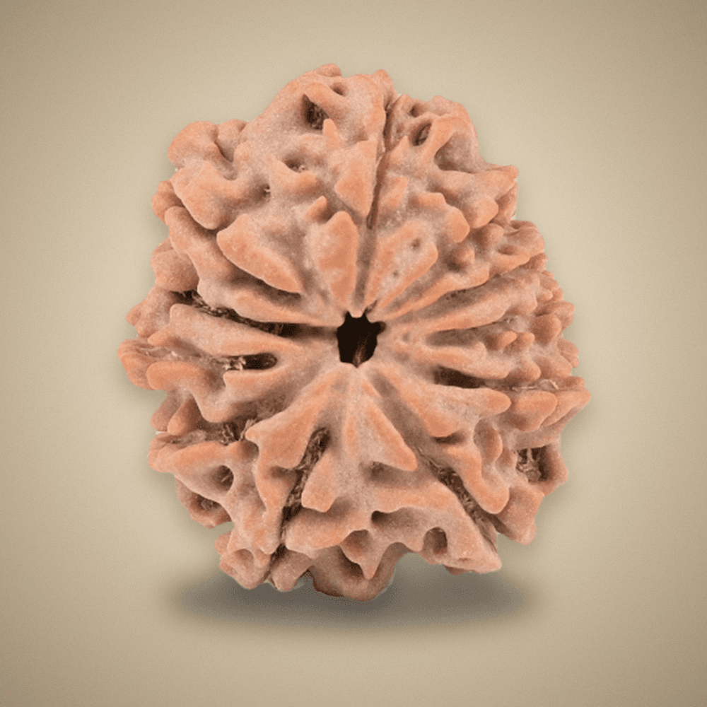 11 Mukhi Nepal Rudraksha Large 27mm