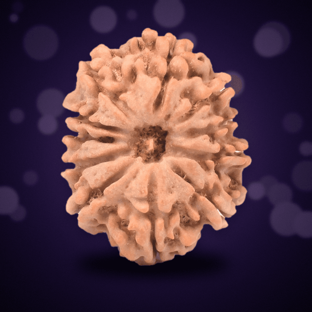11 Mukhi Nepal Rudraksha Super Collector 28mm