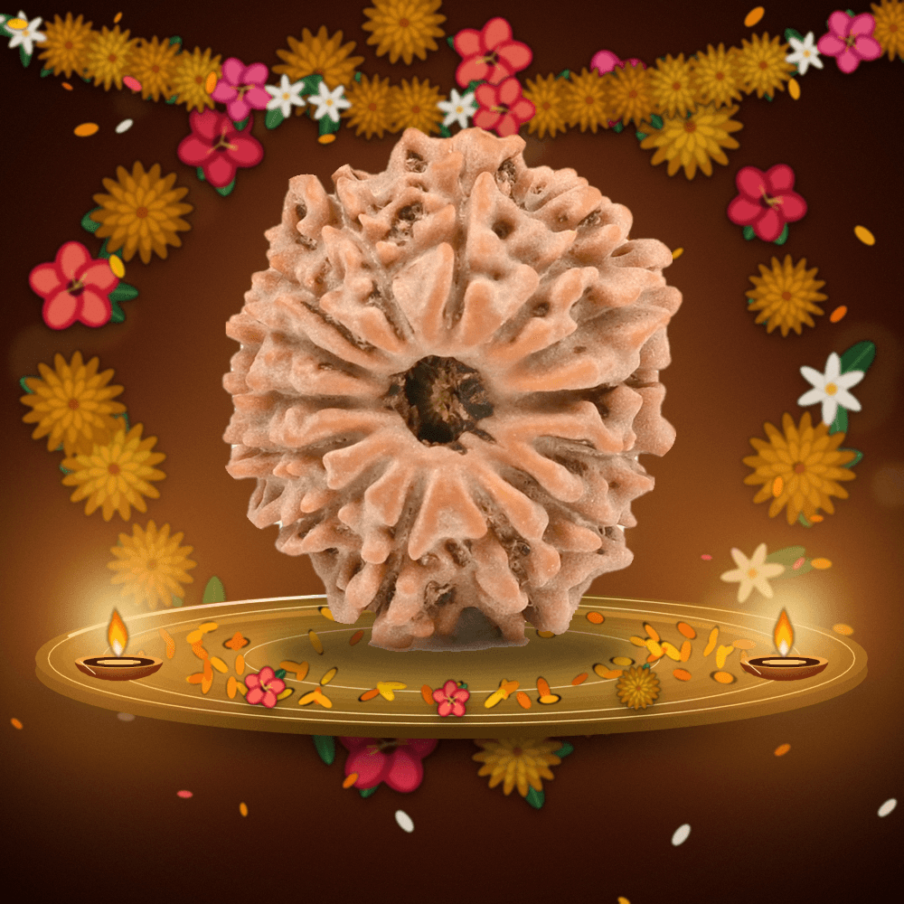 14 Mukhi Nepal Rudraksha Small 18mm