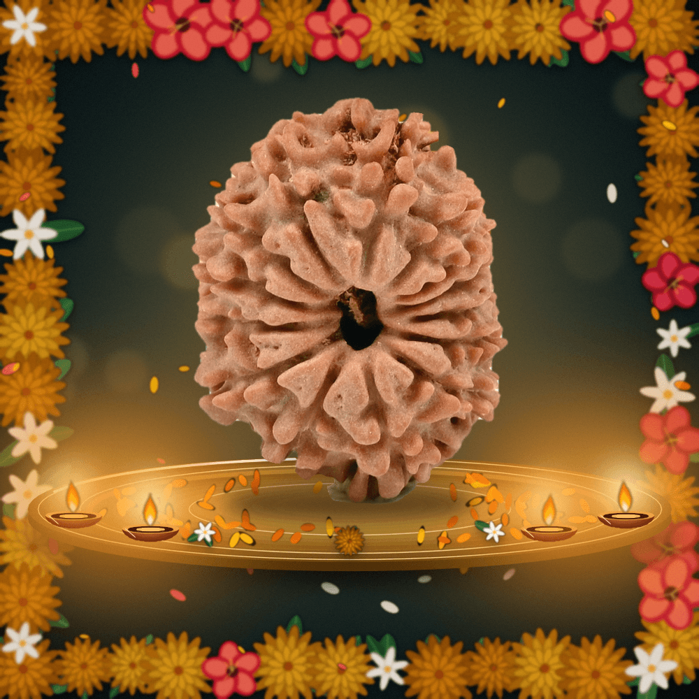 14 Mukhi Nepal Rudraksha Small 21mm