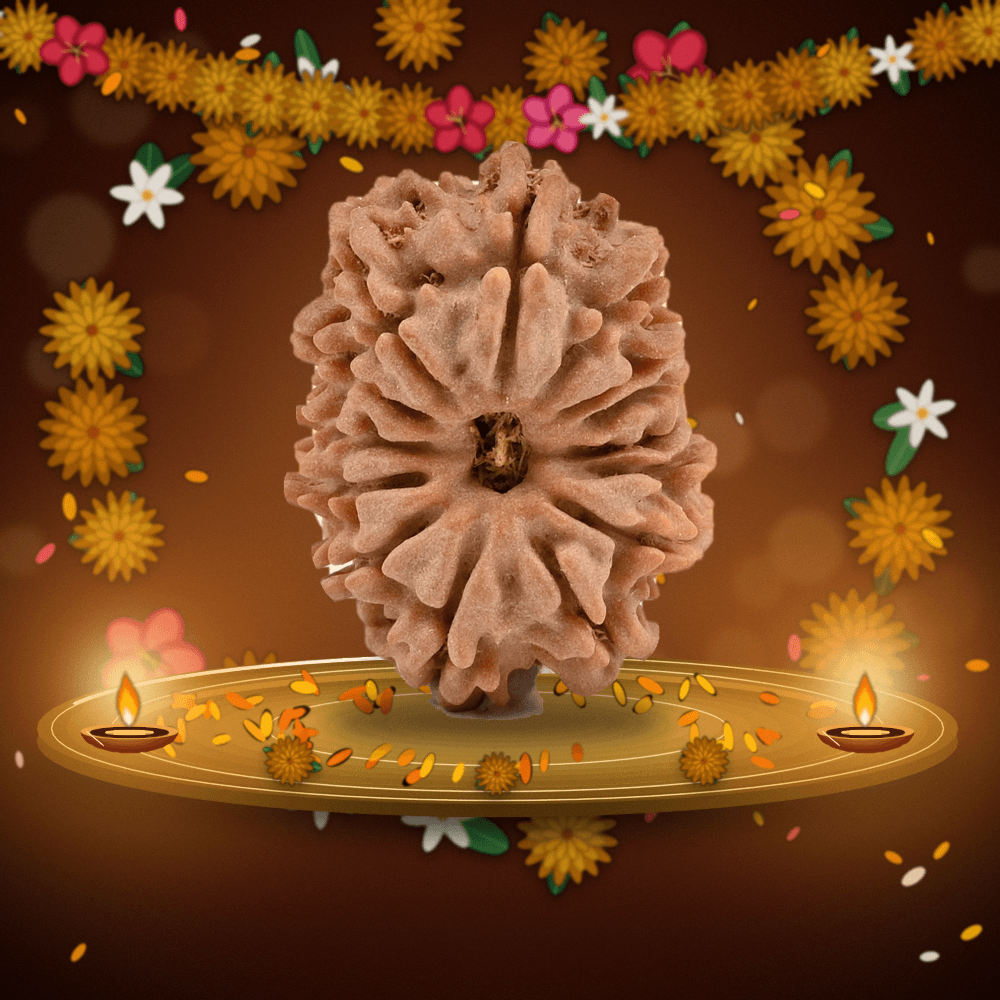 14 Mukhi Nepal Rudraksha Regular 23mm
