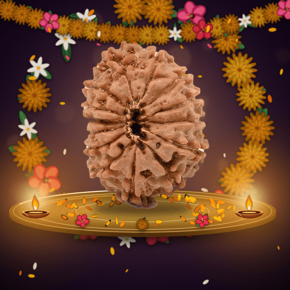 14 Mukhi Nepal Rudraksha Large 26mm