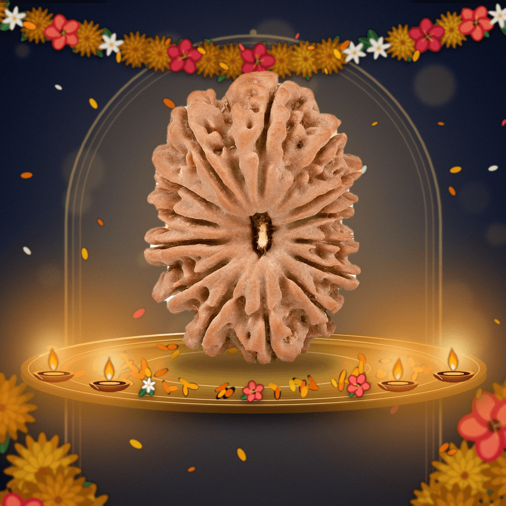 14 Mukhi Nepal Rudraksha Super Collector 28mm