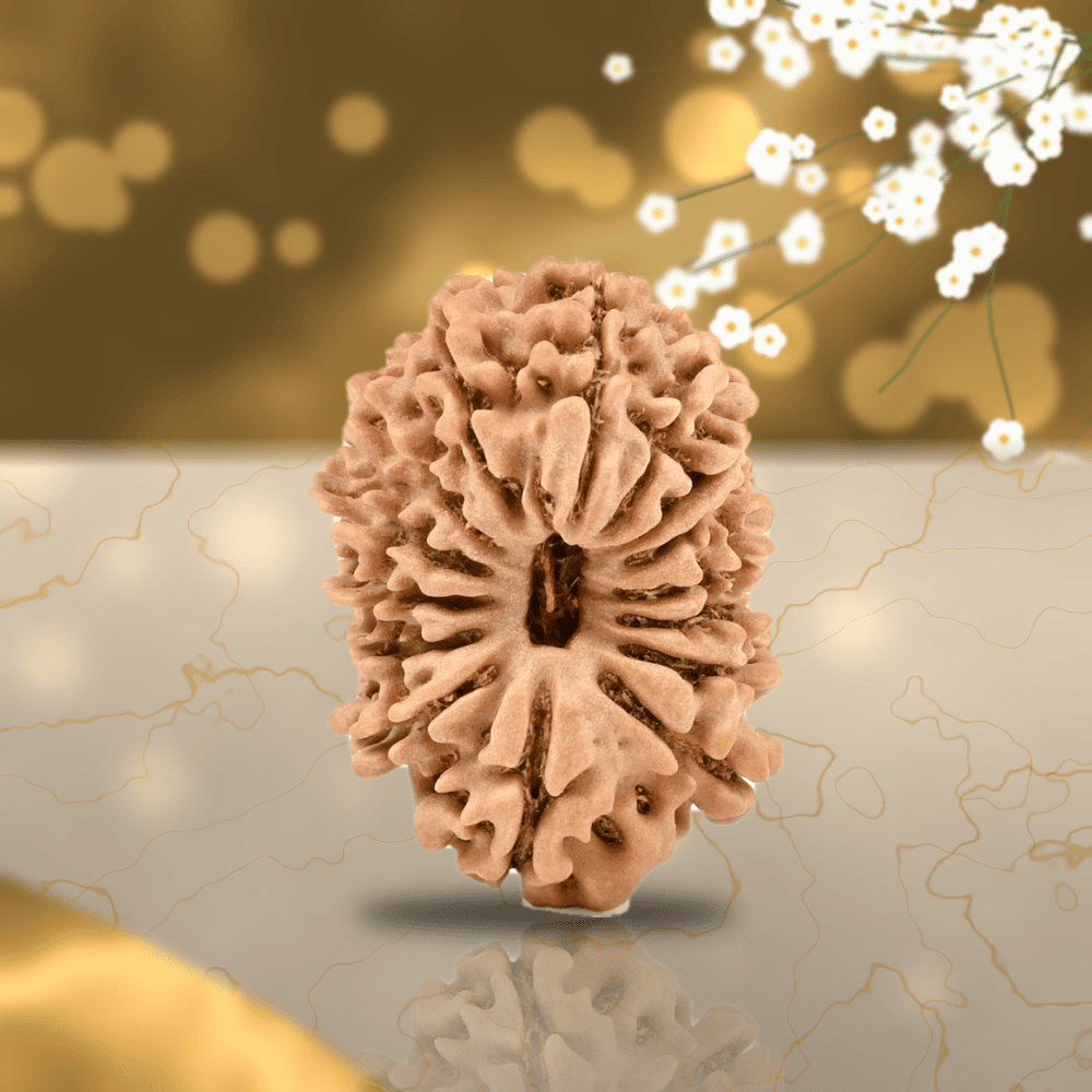 15 Mukhi Nepal Rudraksha Small 18mm